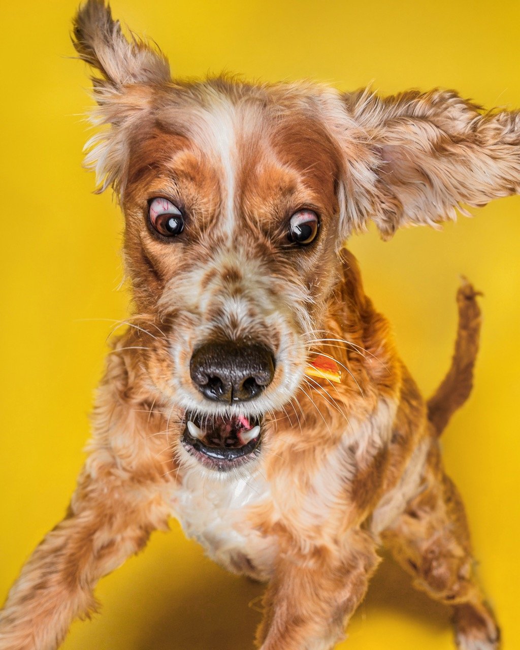 Retrato de mascota durante una sesión