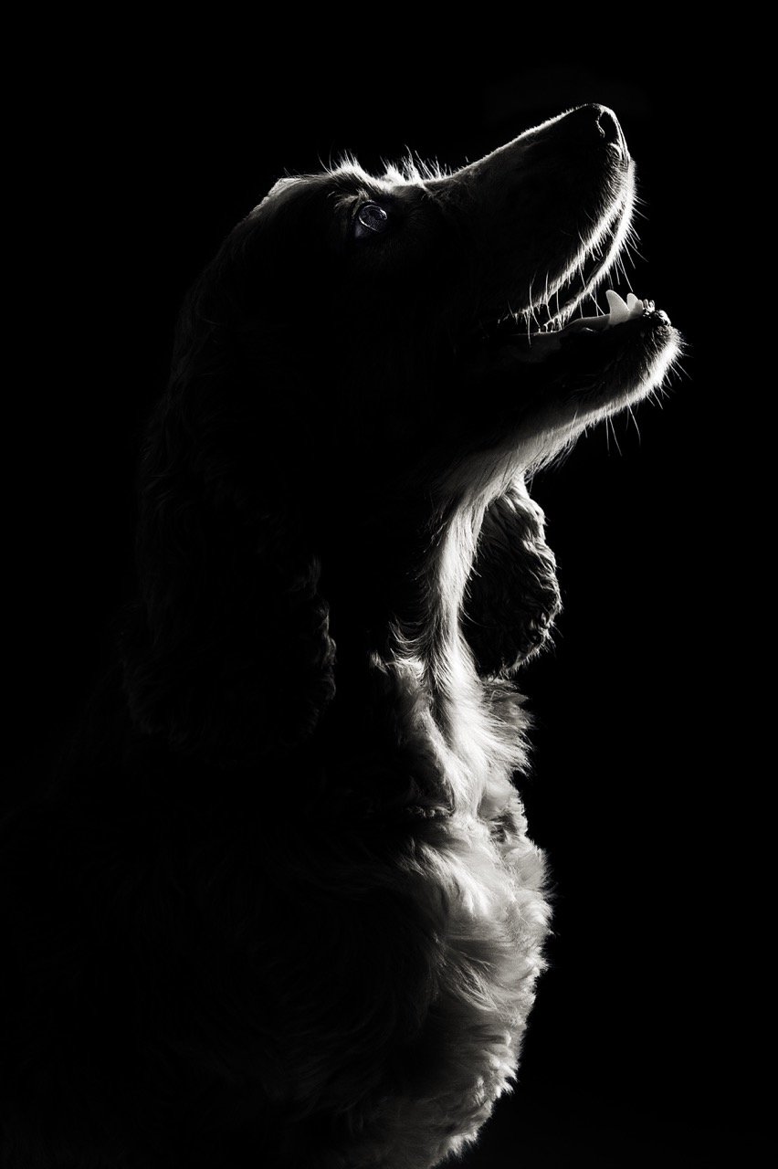 Retrato de mascota en una sesión de estudio