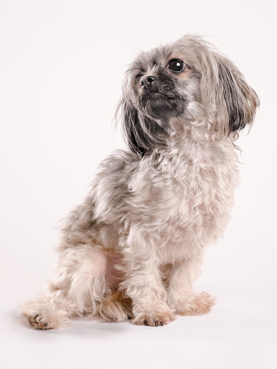 Retrato de mascota en fondo de estudio
