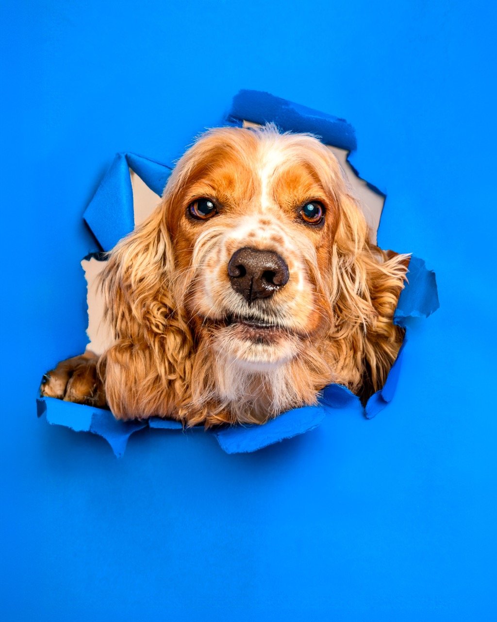 Retrato de mascota con luz de estudio
