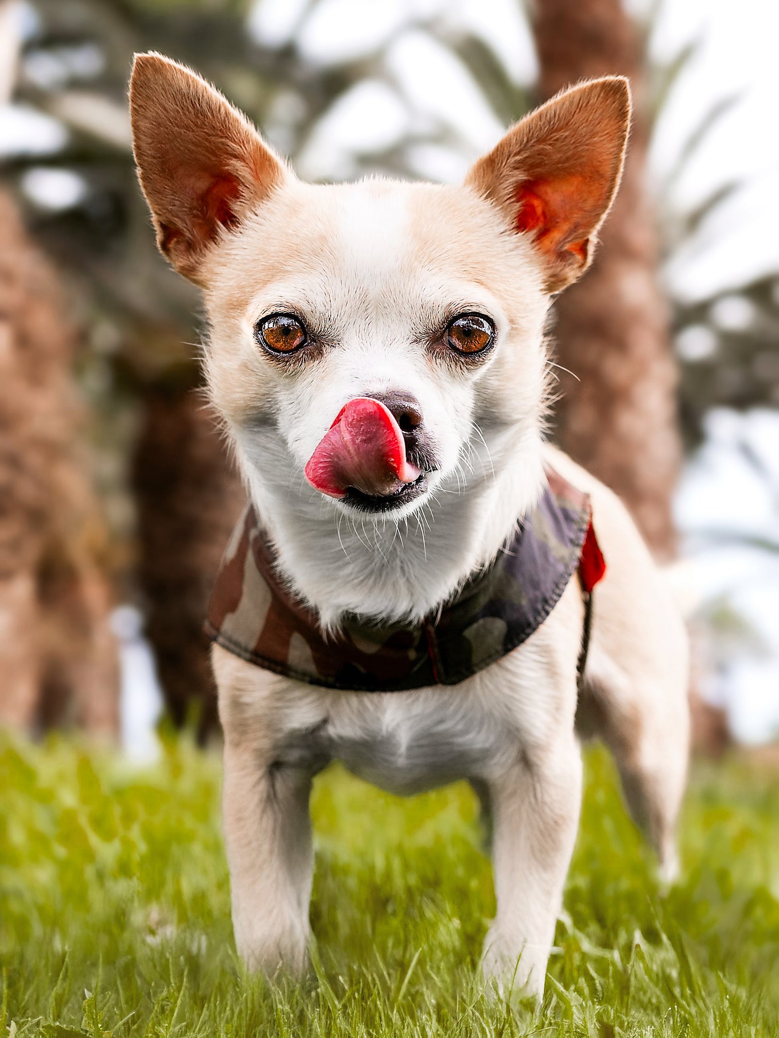 Mascota durante una sesión fotográfica en exterior