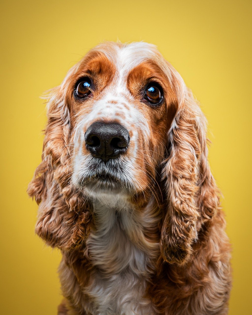 Retrato de mascota con fondo limpio
