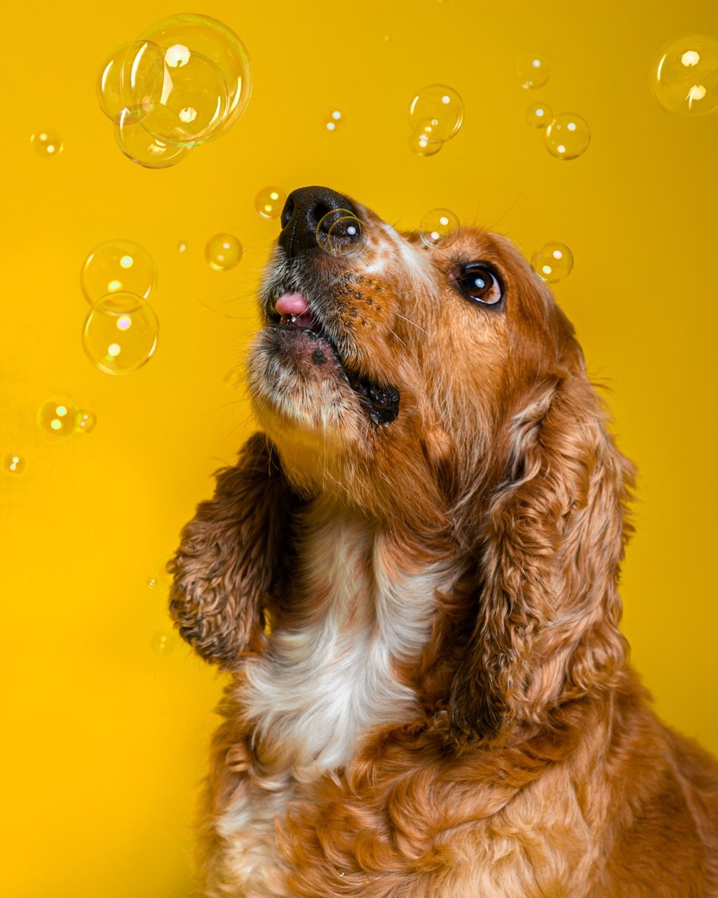Retrato de mascota en sesión de estudio