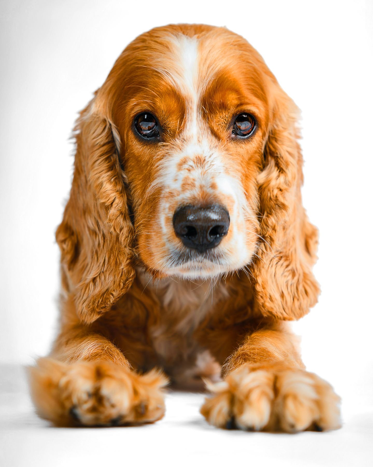Mascota 6