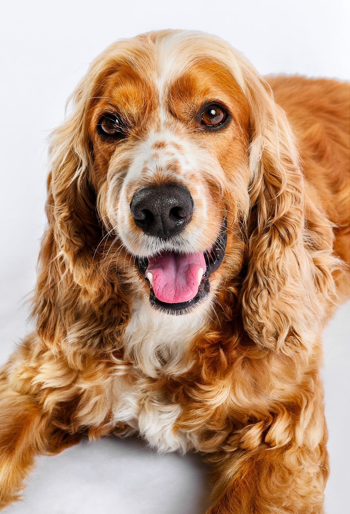 Mascota 7