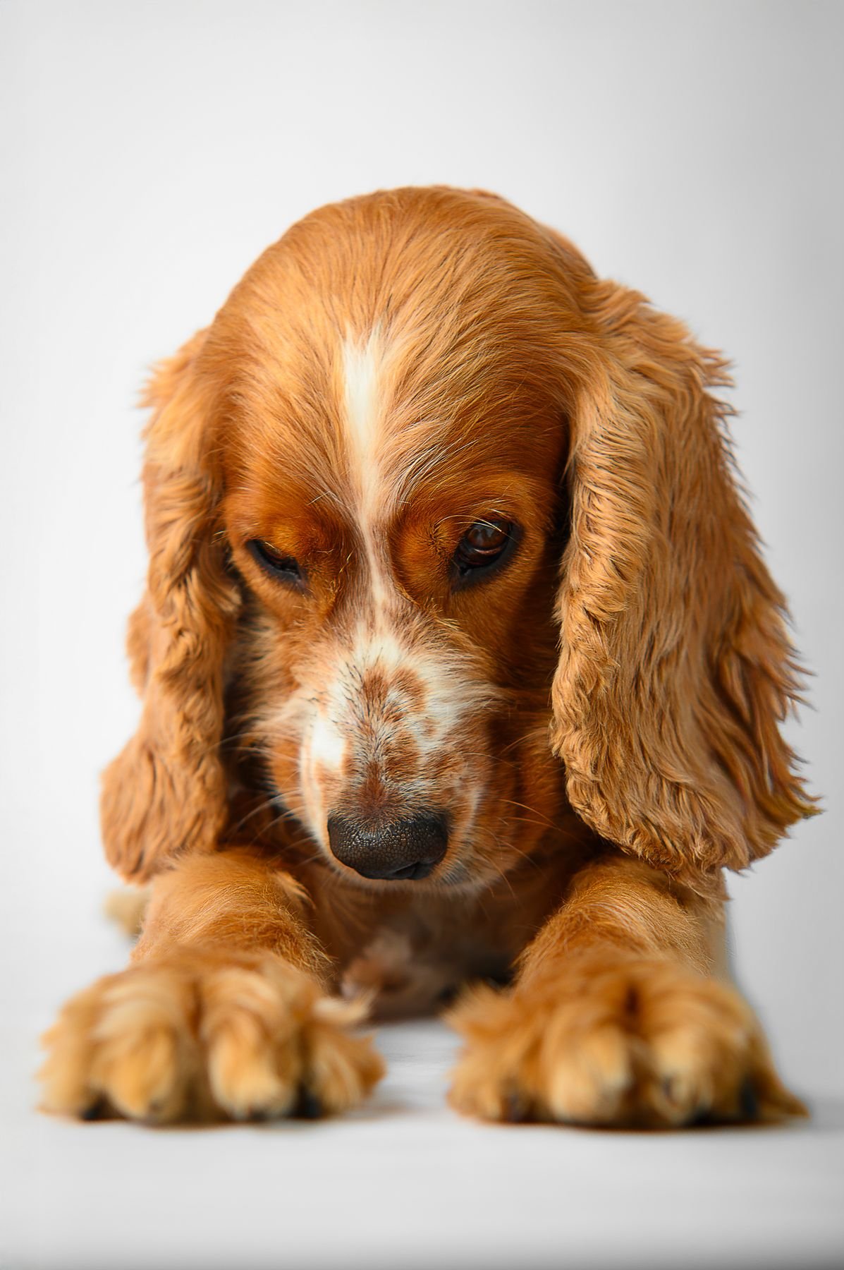 Mascota 9