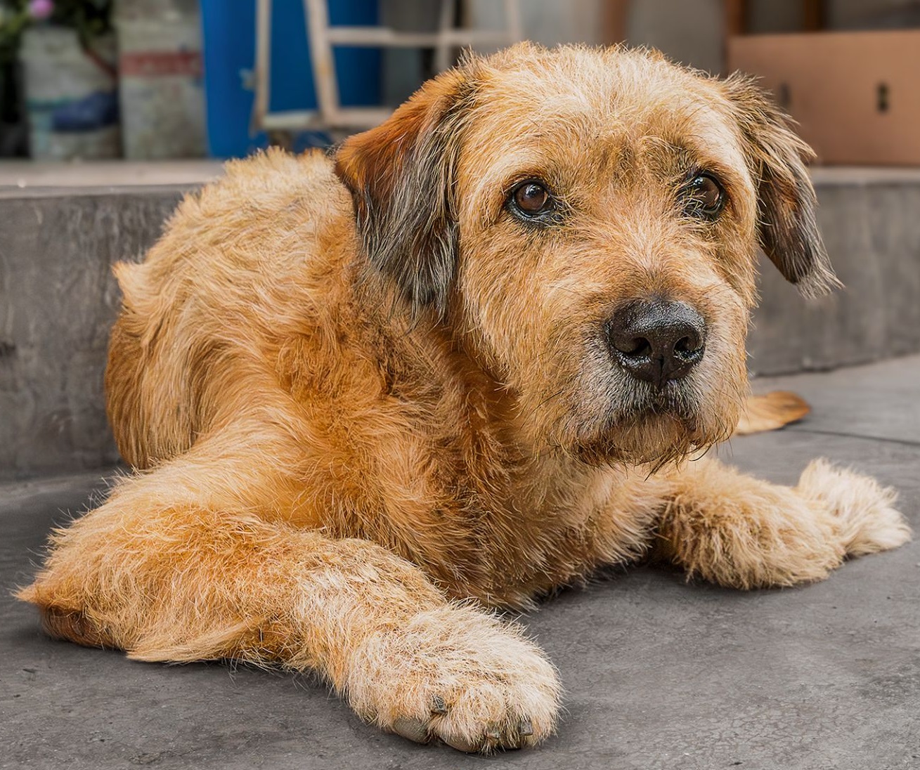 ENTRE EL ASFALTO Y EL SOFÁ