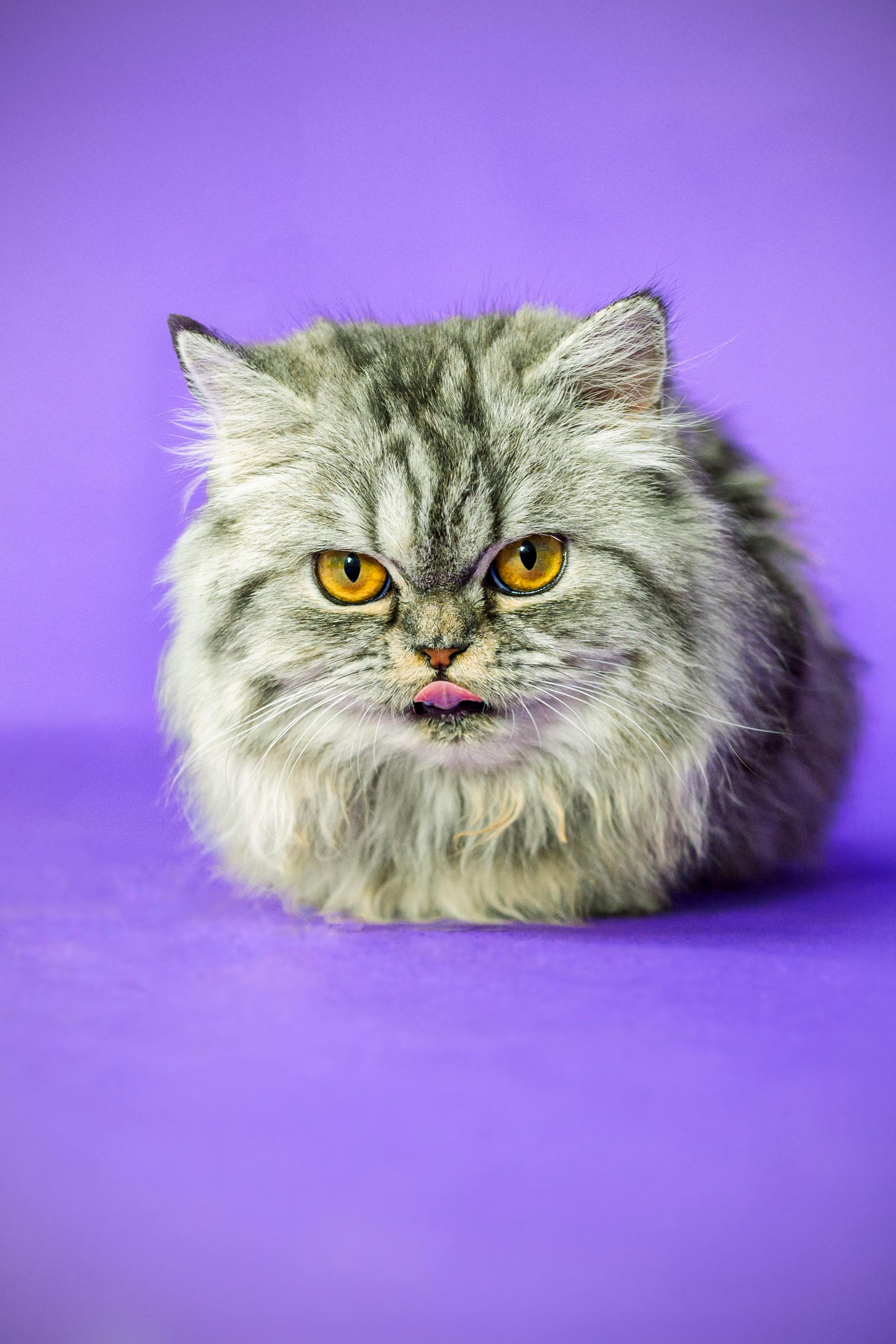 Gato gris